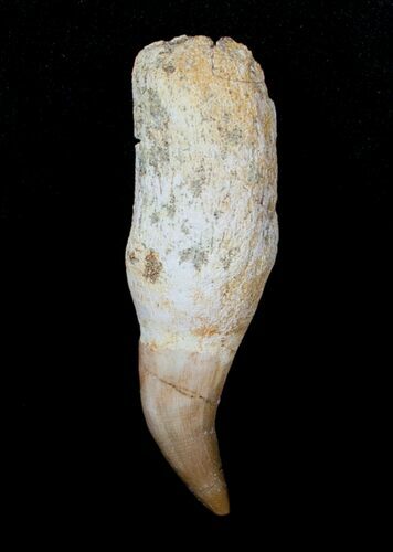 Rooted Halisaurus (Unusual Mosasaur) Tooth #4174